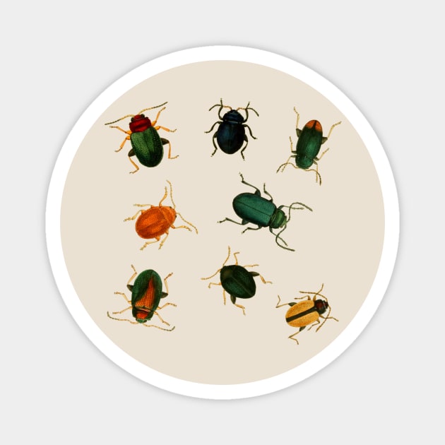 Vintage Beetle Bugs - 8 Beetles Magnet by softbluehum